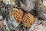Ízletes kucsmagomba (Morchella esculenta), Budai-hegység